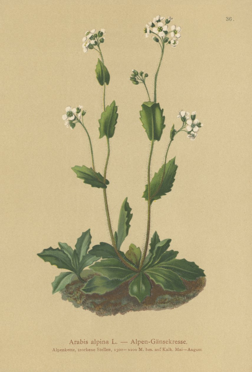 Rzeżucha alpejska (Arabis alpina) autorstwa German School