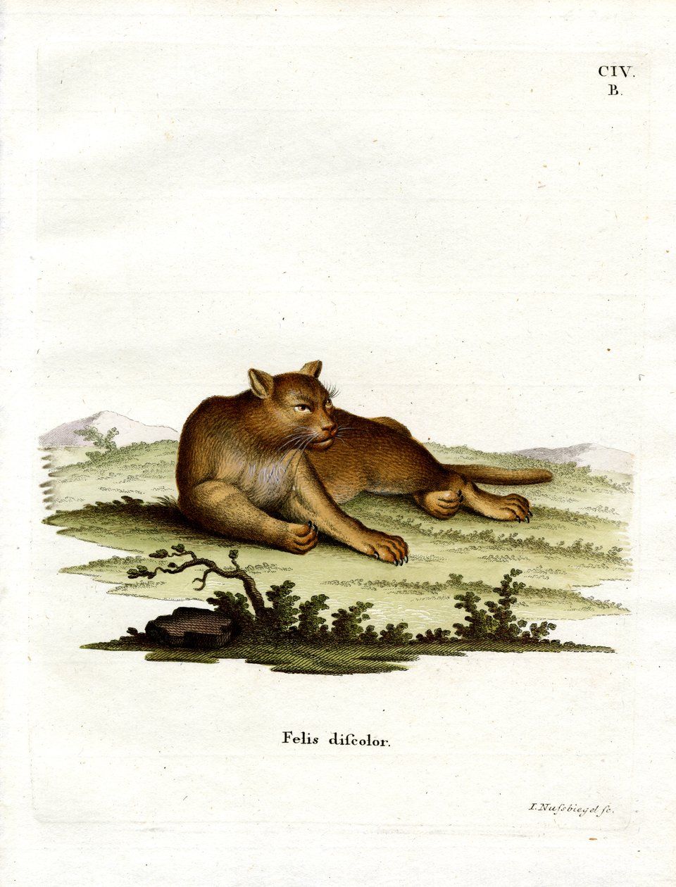 Amazon Cougar (kolorowy grawerunek) autorstwa German School