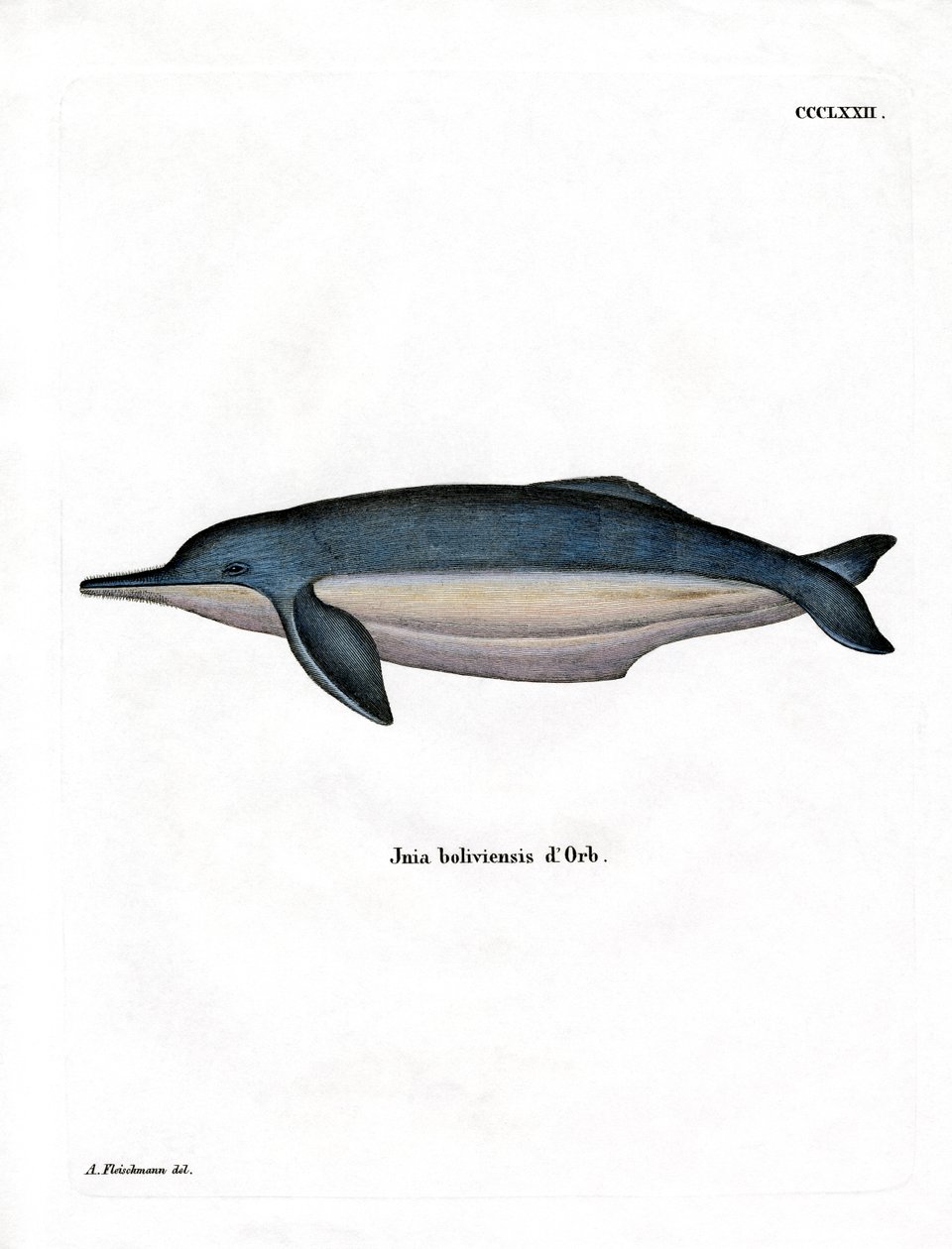 Amazonka Delfin (kolorowy grawerunek) autorstwa German School