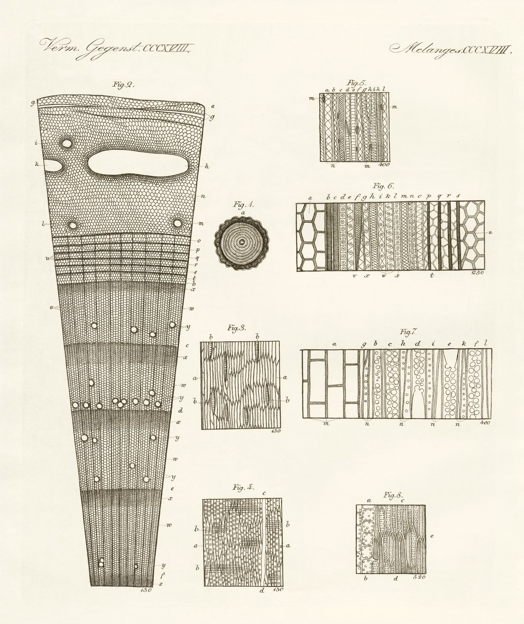 Anatomia drewna (kolorowe grawerowanie) autorstwa German School
