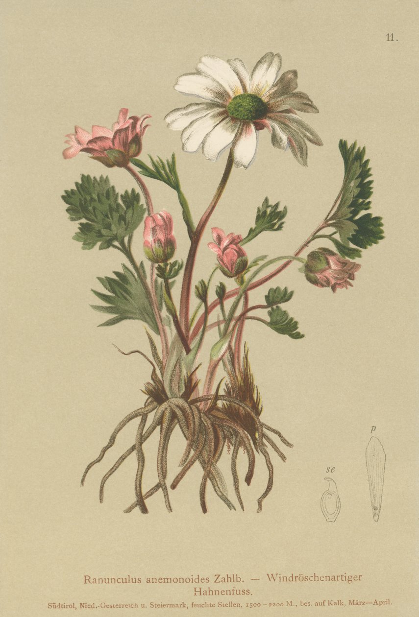 Crowfoot (Ranunculus anemonoides, Callianthemum anemonoides) autorstwa German School