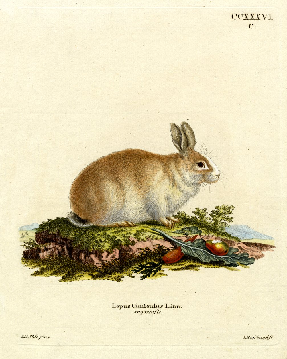 Angora Rabbit (kolorowy grawerunek) autorstwa German School
