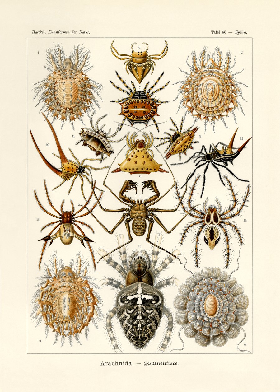Arachnida, 1899-1904 autorstwa German School