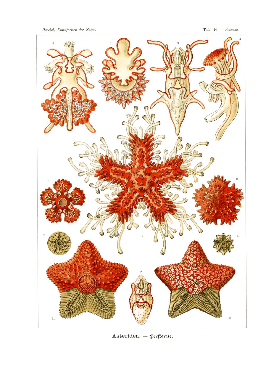 Asteridea autorstwa German School