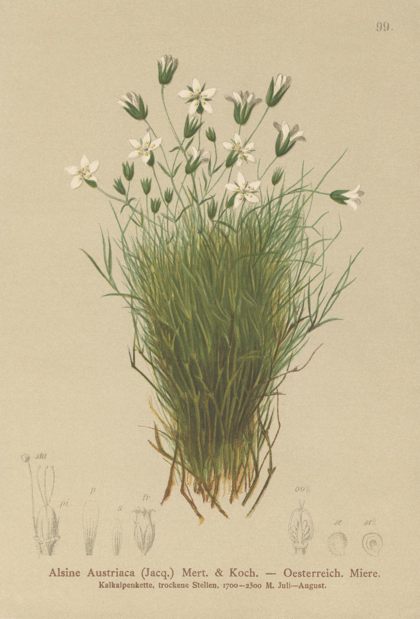 Niecierpek austriacki (Alsine austriaca, Minuartia austriaca) autorstwa German School