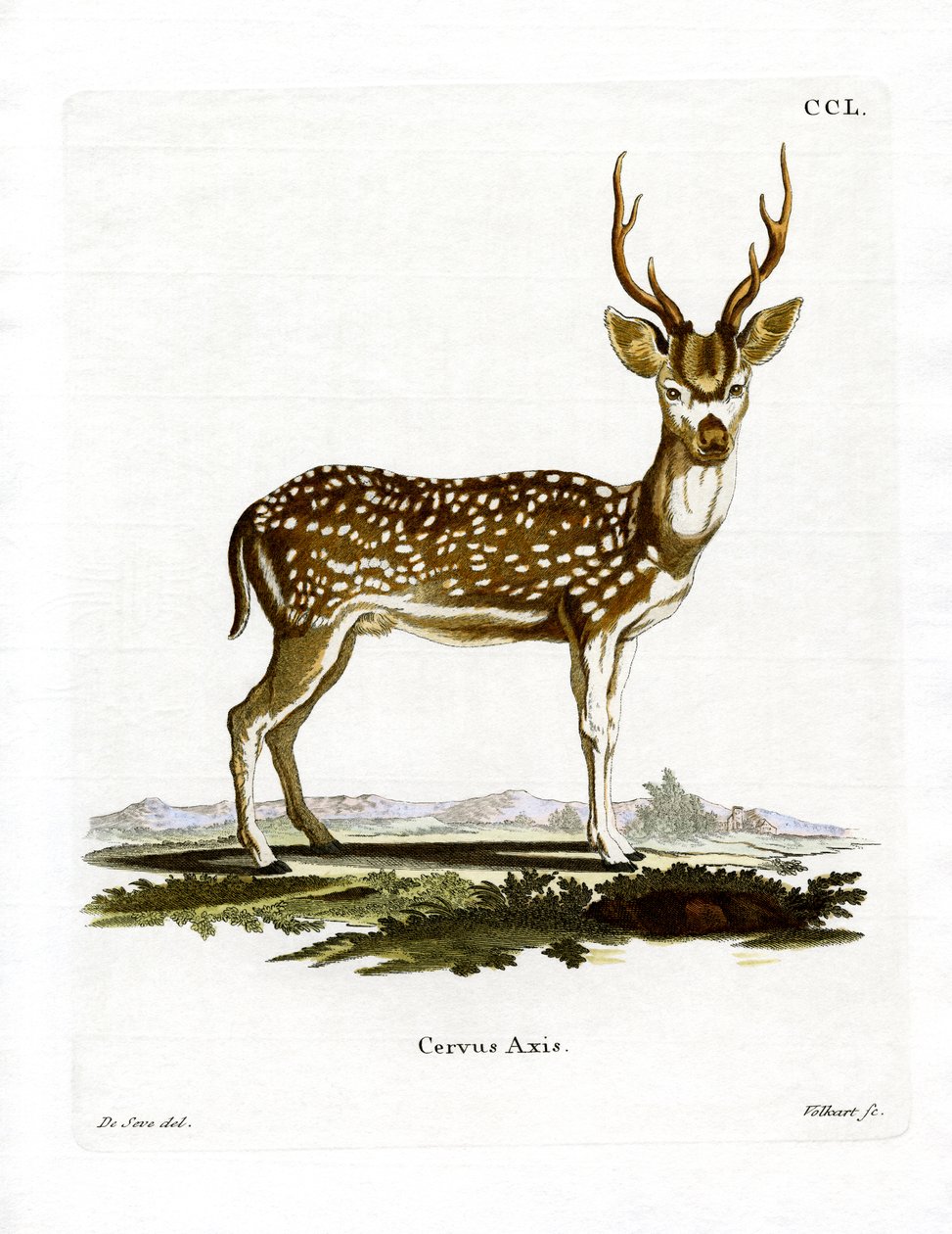 Axis Deer (kolorowy grawerunek) autorstwa German School