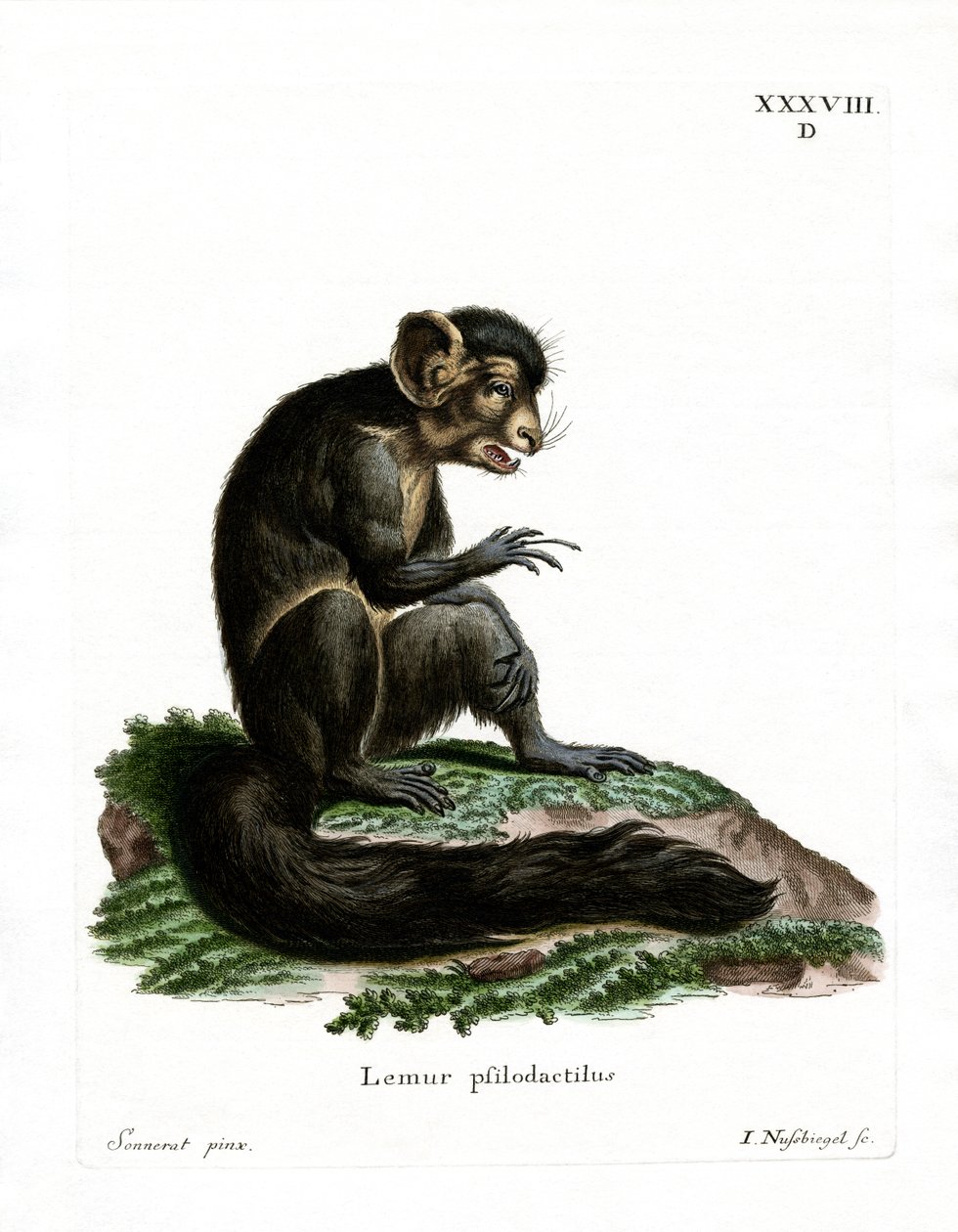 Aye-Aye (kolorowy grawer) autorstwa German School