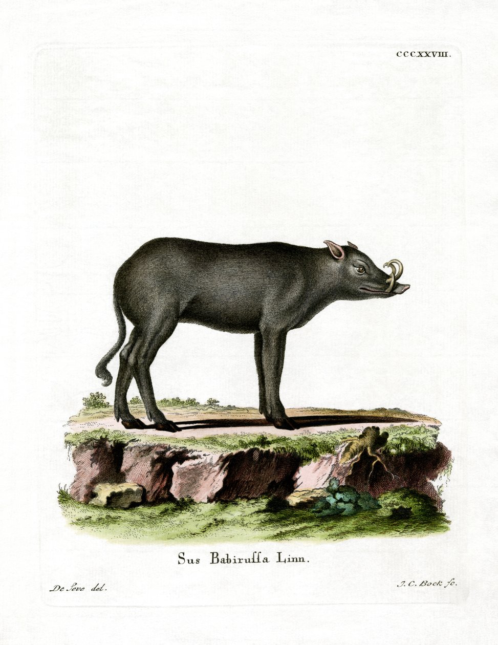 Babirusa (kolorowy grawer) autorstwa German School