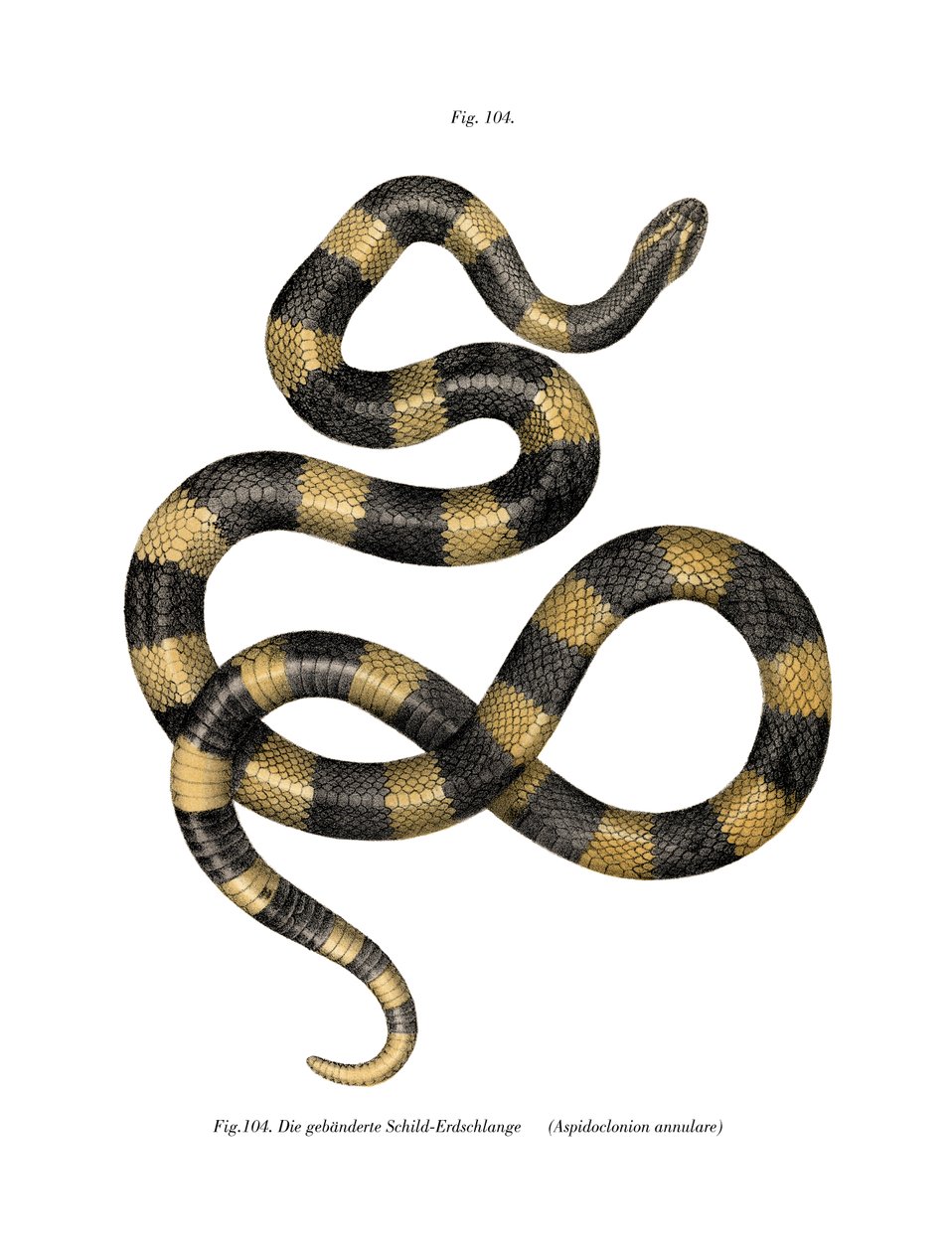Banded Krait (kolor lito) autorstwa German School