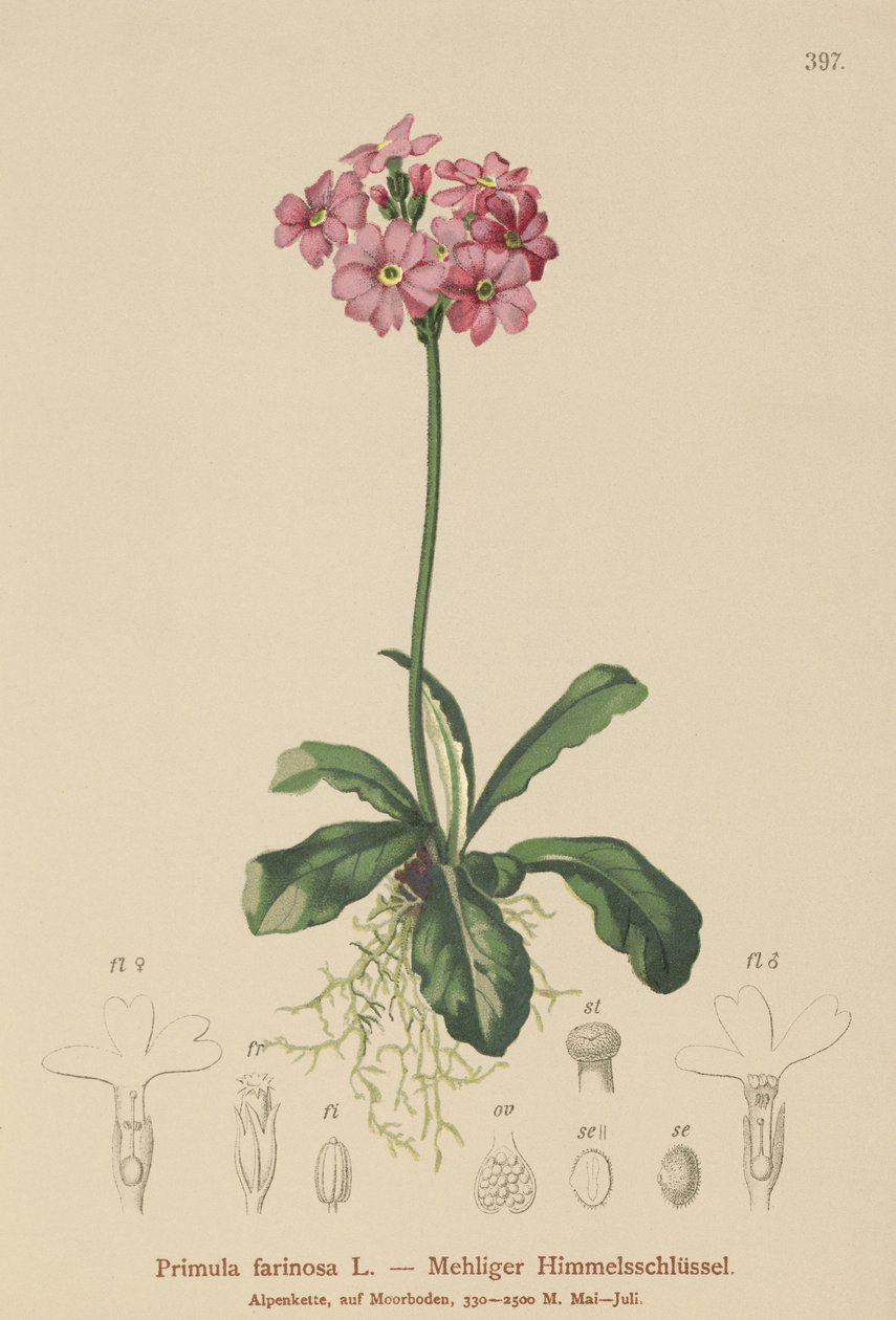 Pierwiosnek pospolity (Primula farinosa) autorstwa German School