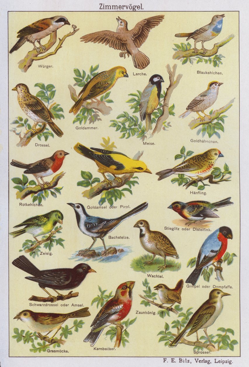 Ptaki (litografia kolorowa) autorstwa German School
