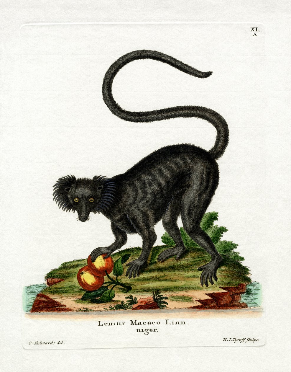 Czarny Lemur (kolorowy grawer) autorstwa German School