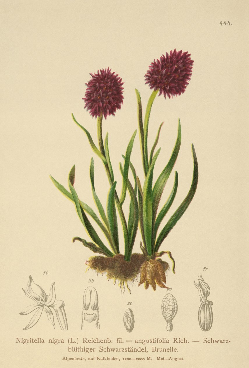 Czarny storczyk waniliowy (Nigritella nigra, Nigritella angustifolia) autorstwa German School