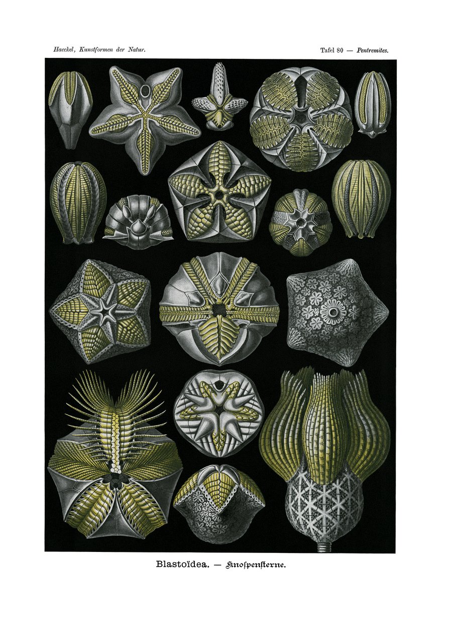Blastoidea, 1899-1904 autorstwa German School