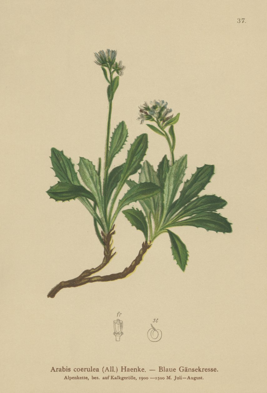 Rzeżucha niebieska (Arabis caerulea, Arabis coerulea) autorstwa German School