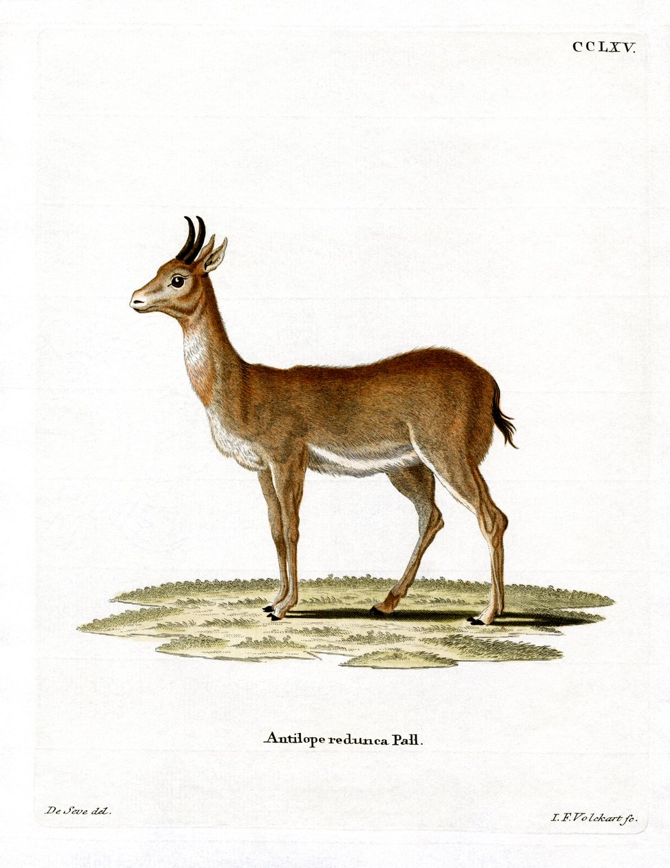Bohor Reedbuck (kolorowy grawer) autorstwa German School