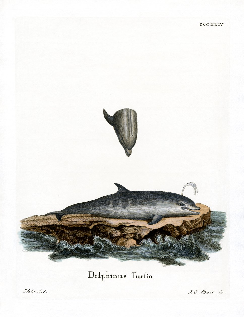 Delfin butlonosy (kolorowy grawerunek) autorstwa German School