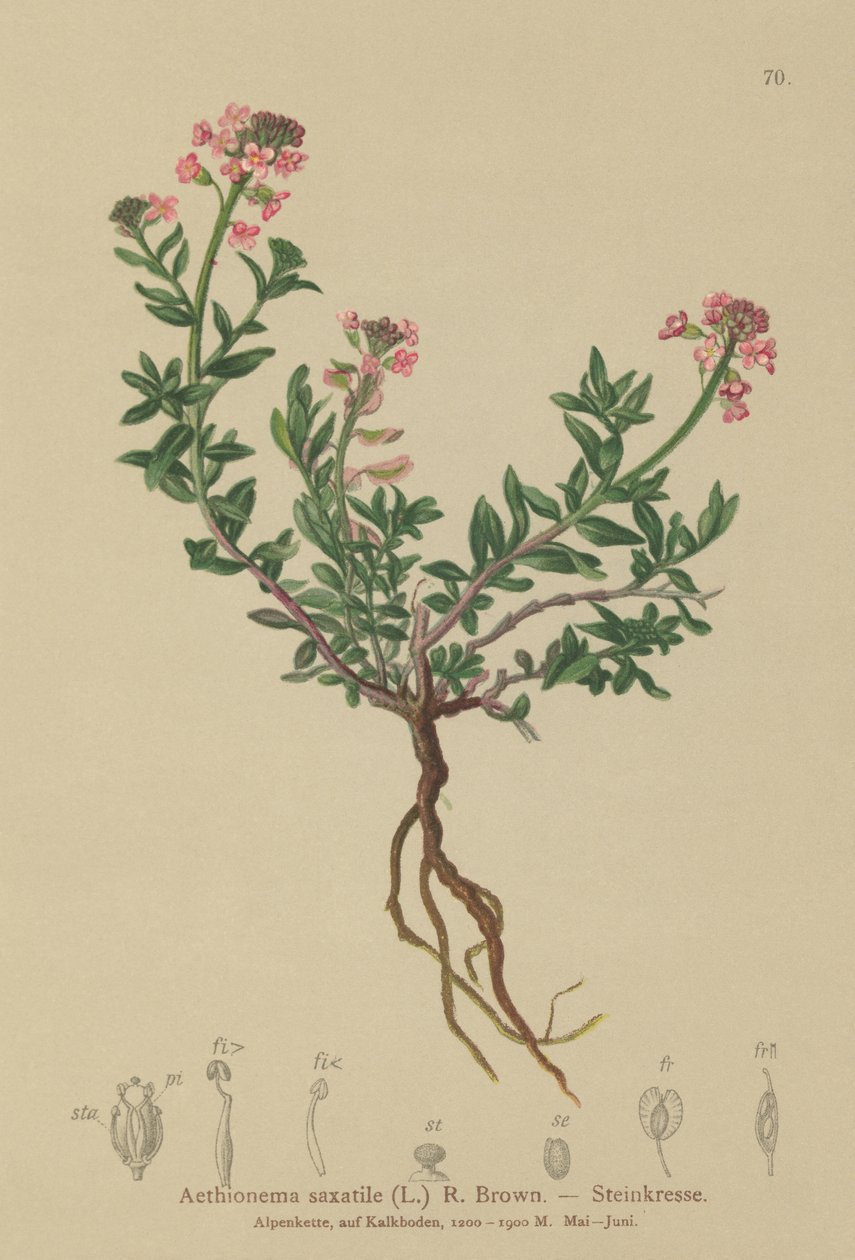 Spalony Candytuft (Aethionema saxatile, Thlaspi saxatile) autorstwa German School