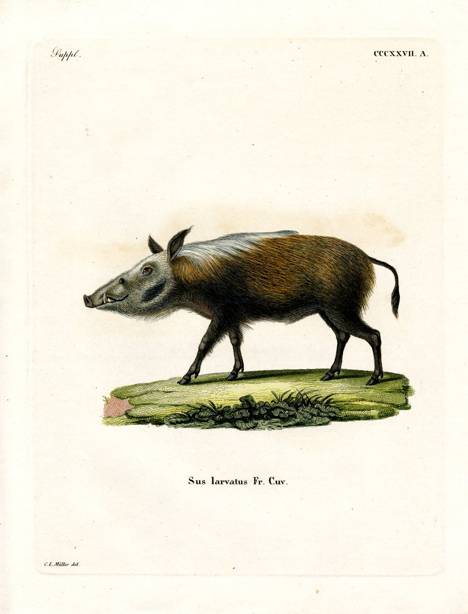 Bushpig (kolorowy grawer) autorstwa German School