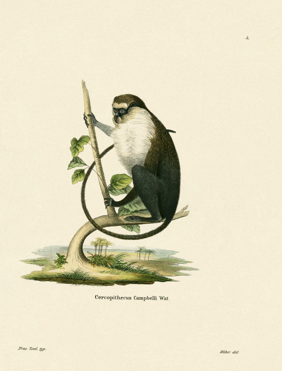 Mona Monkey Campbella autorstwa German School