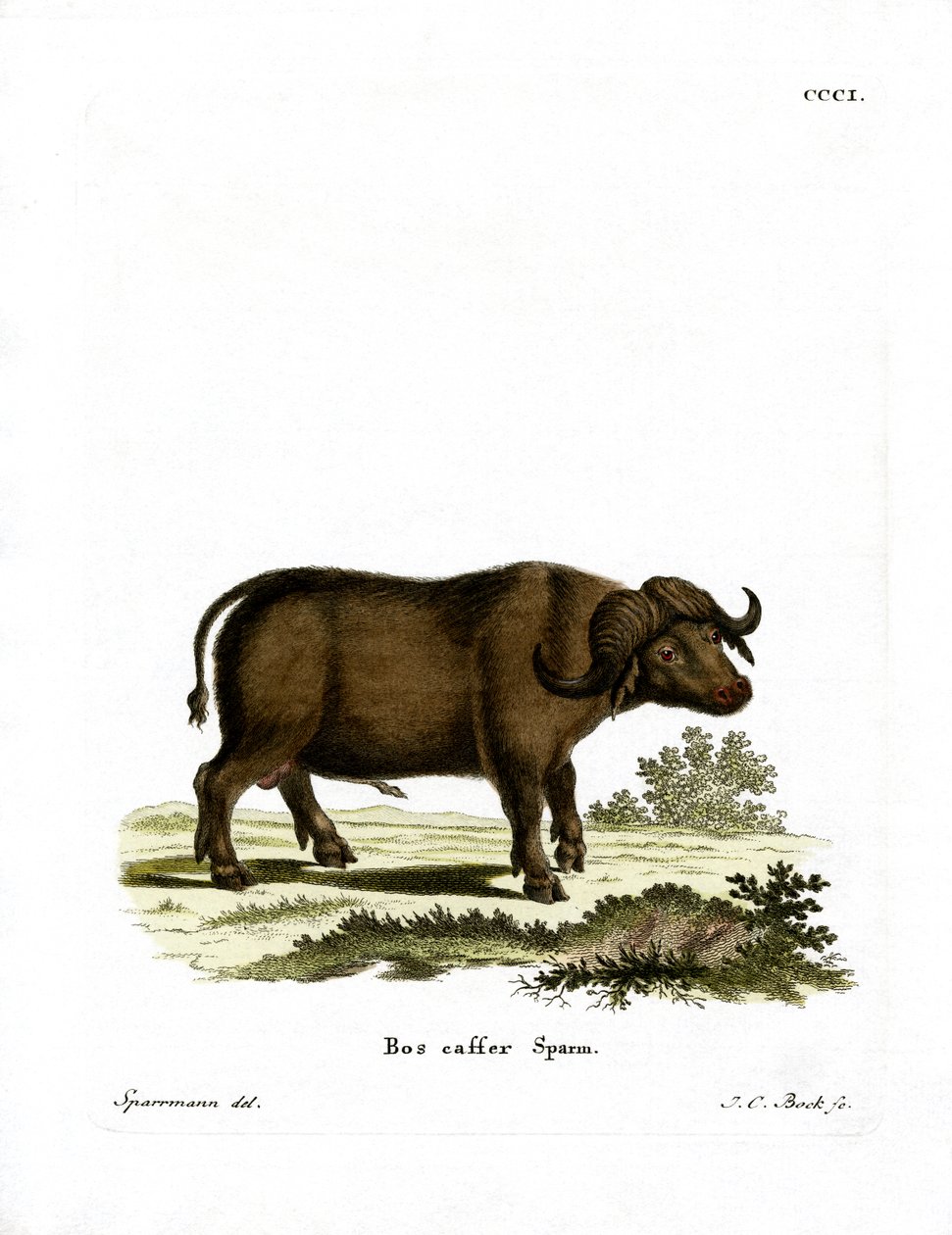 Cape Buffalo (kolorowy grawerunek) autorstwa German School