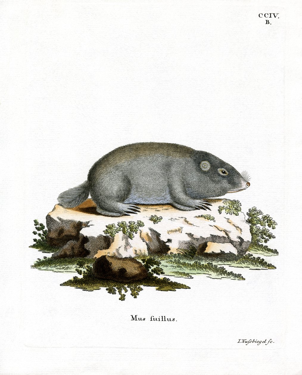 Cape Dune Mole Rat (kolorowy grawerunek) autorstwa German School