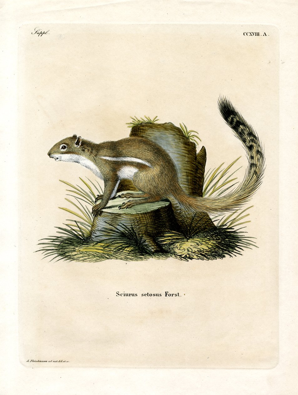 Cape Ground Squirrel (kolorowy grawerunek) autorstwa German School