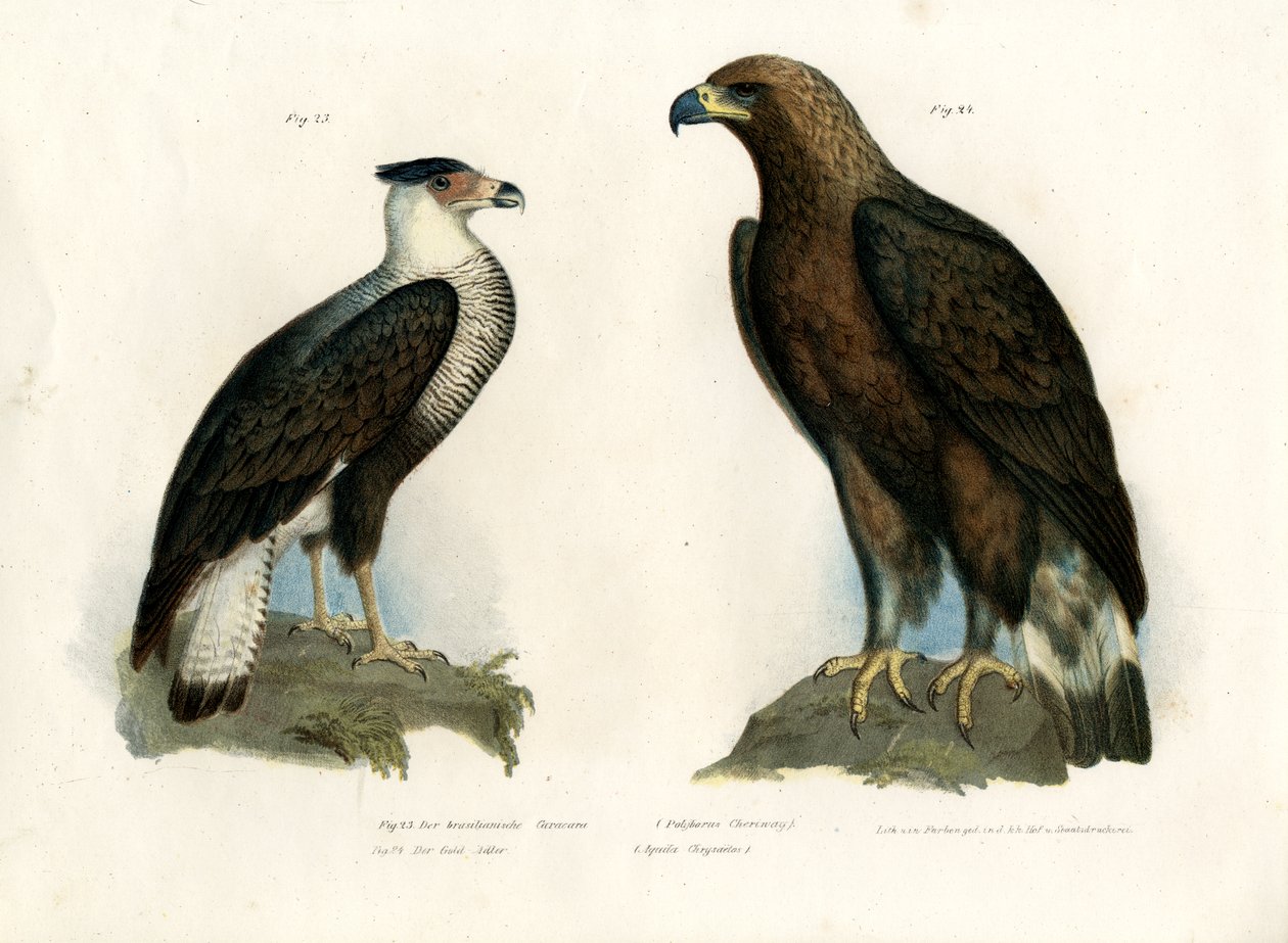 Karakara, 1864 r. autorstwa German School