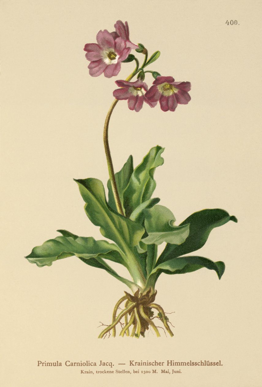 Wiesiołek Carniolan (Primula Carniolica) autorstwa German School