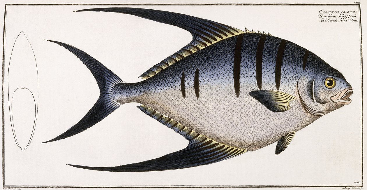 Chaetodon Glaucus, 1785-1788 autorstwa German School