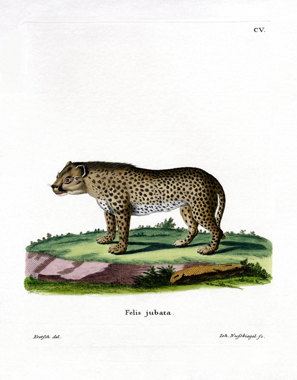 Gepard (kolorowy grawer) autorstwa German School