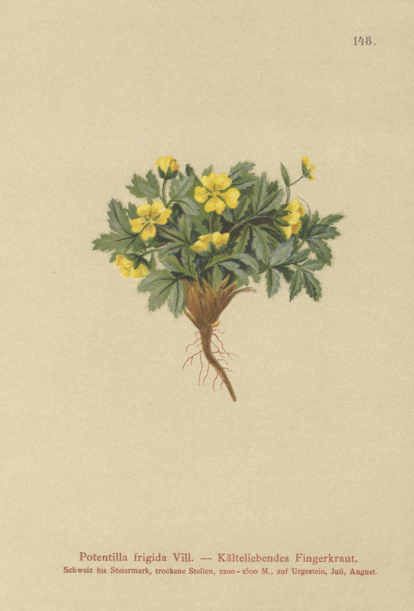 Pięciornik (Potentilla chłodna, Potentilla glacialis, Potentilla helvetica) autorstwa German School