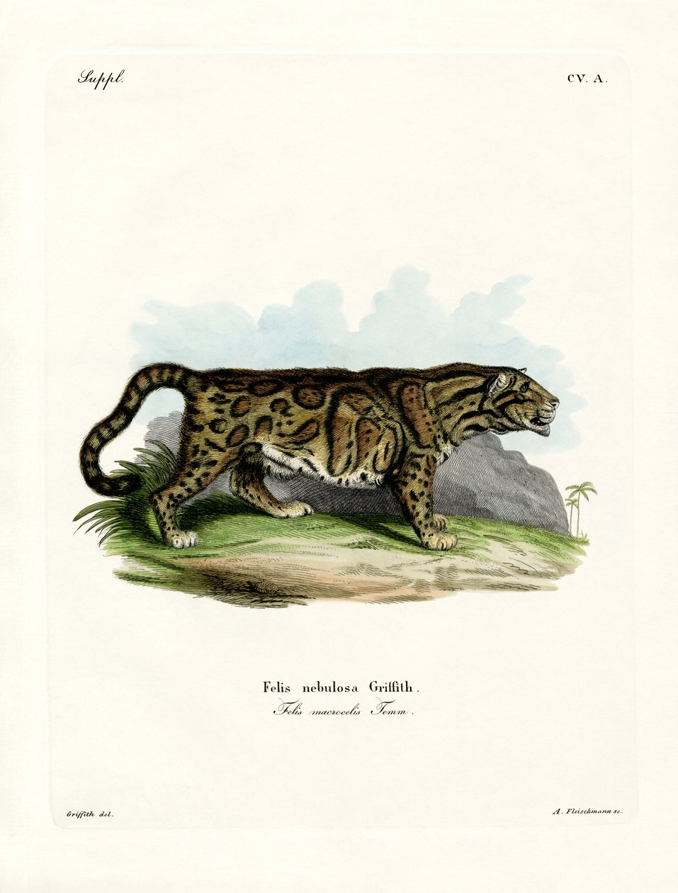 Clouded Leopard (kolorowy grawerunek) autorstwa German School