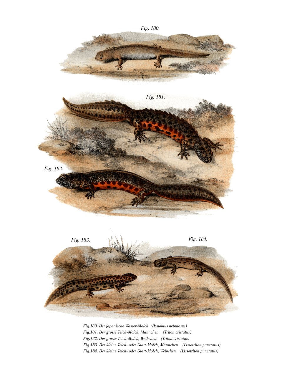Salamandra chmurna (kolor lito) autorstwa German School