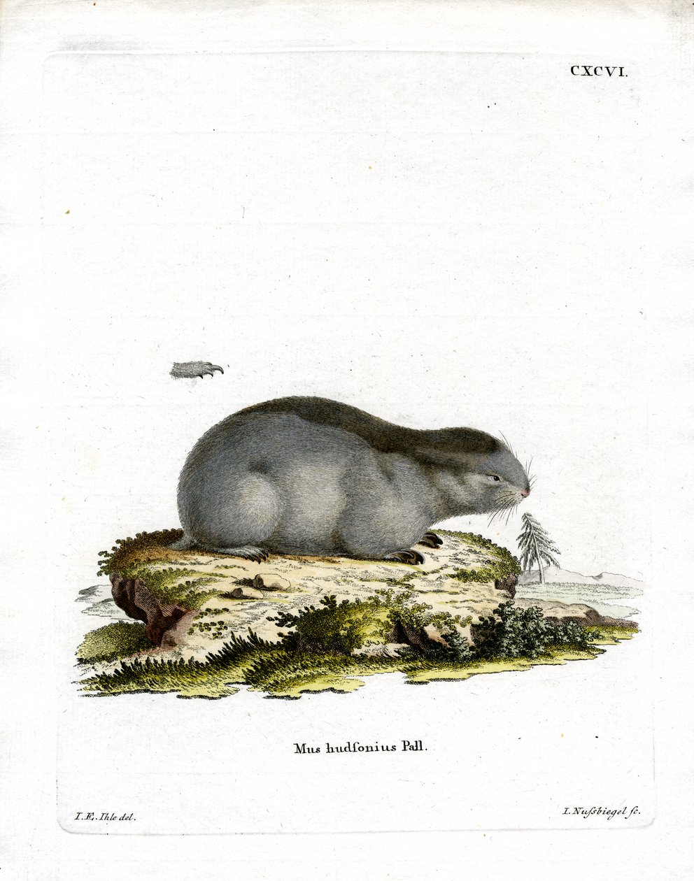 Lemming z kołnierzykiem (kolorowy grawerunek) autorstwa German School