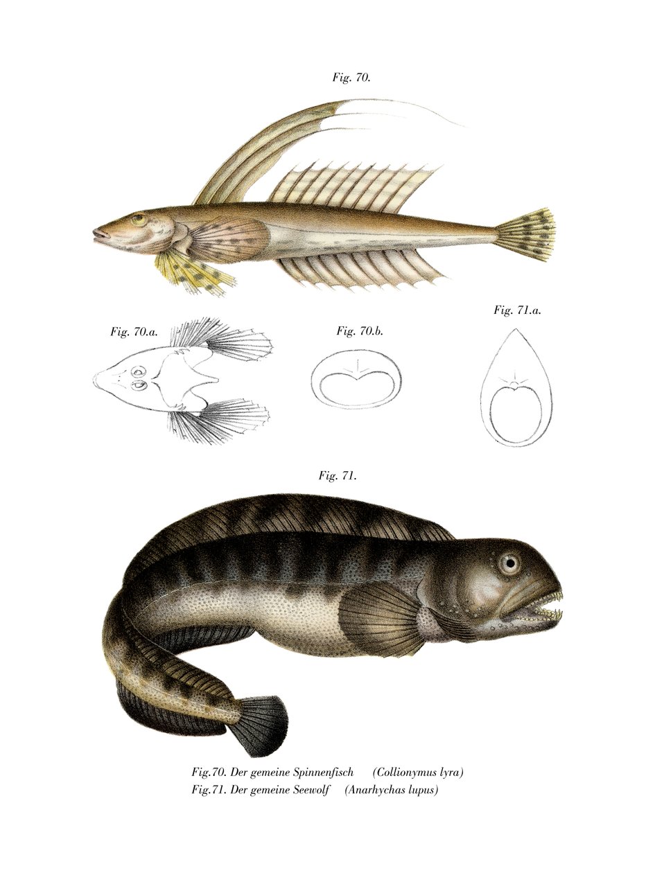 Common Dragonet (kolor lito) autorstwa German School