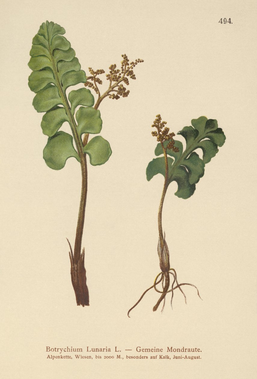 Księżycowiec zwyczajny (Botrychium lunaria) autorstwa German School