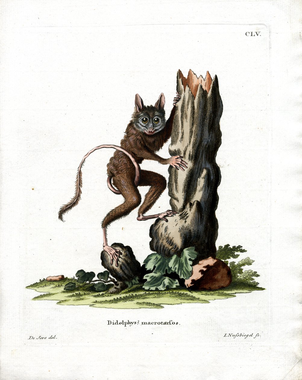Common Mouse Opossum (kolorowy grawerunek) autorstwa German School
