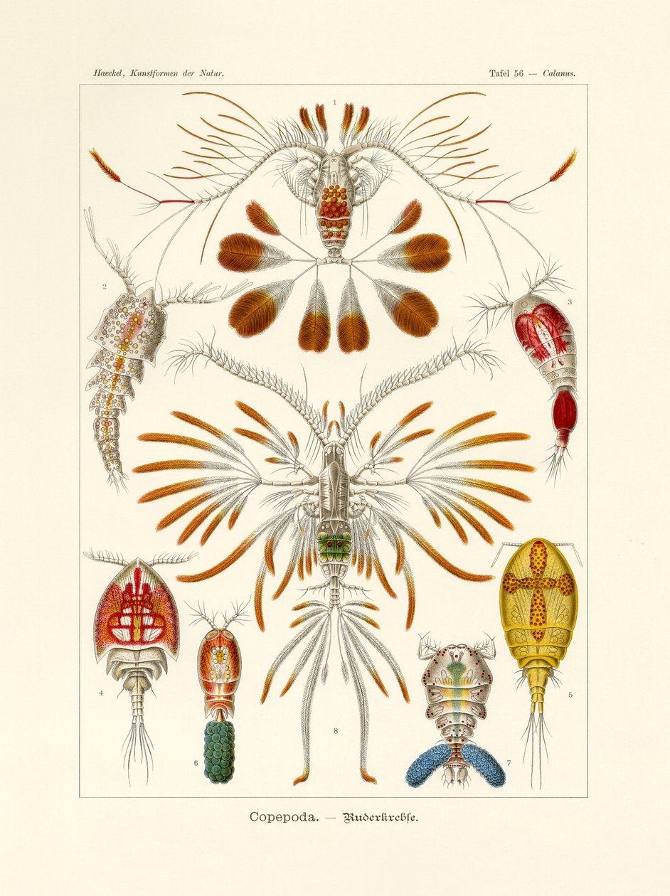 Copepoda, 1899-1904 autorstwa German School