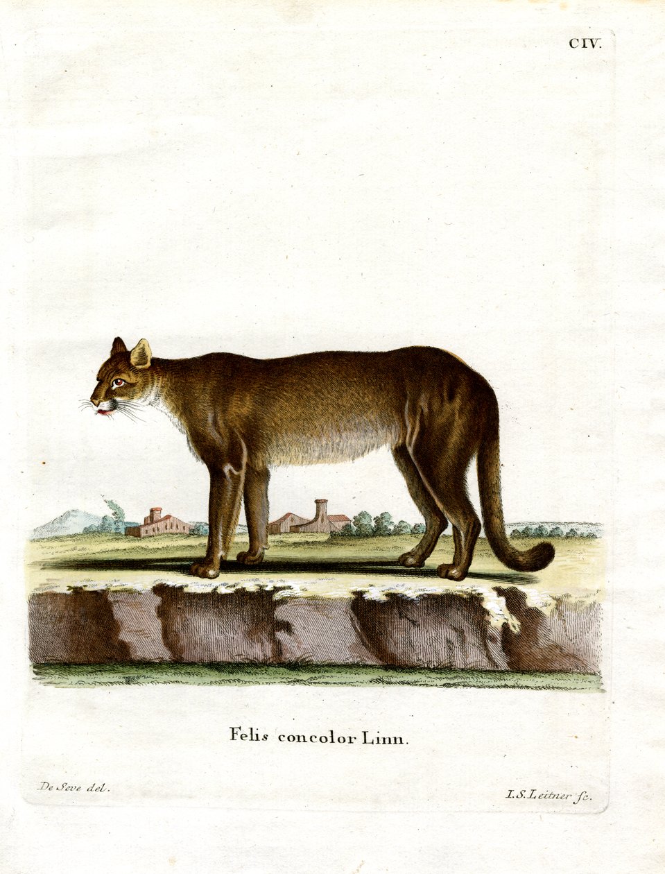 Puma (kolorowy grawer) autorstwa German School