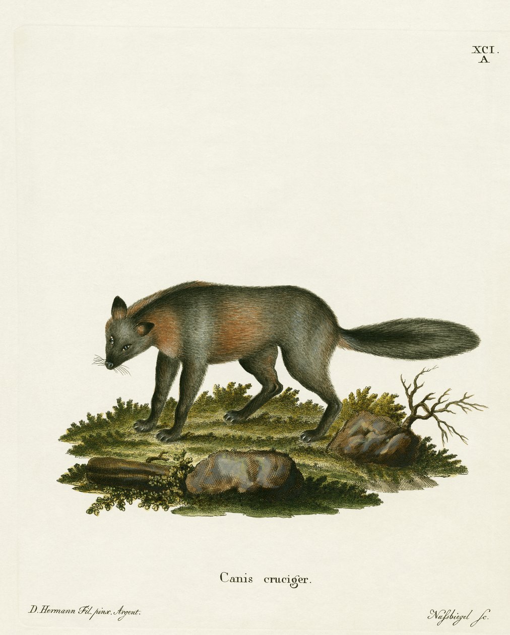 Cross Fox (kolorowy grawerunek) autorstwa German School