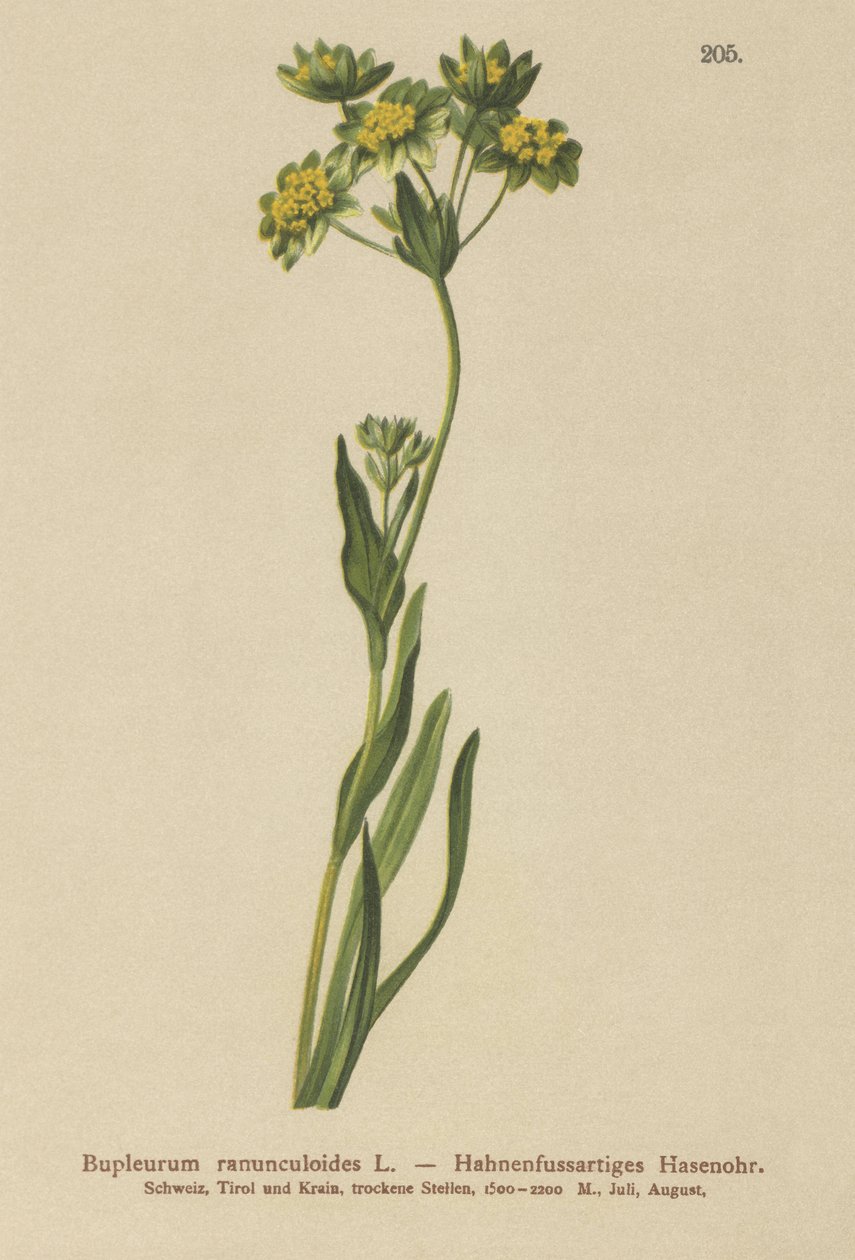 Crowfoot- Leaves Hare Ear (Bupleurum ranunculoides) autorstwa German School