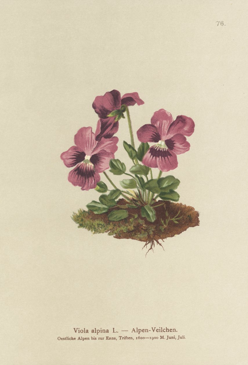 cyklamen, fiołek alpejski (viola alpina) autorstwa German School