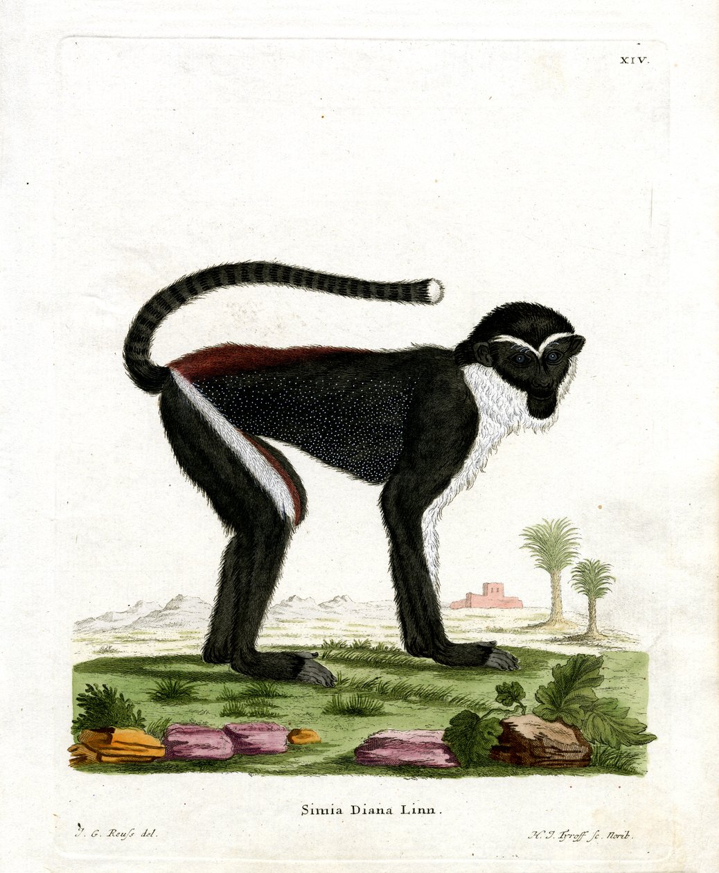 Diana Monkey (kolorowy grawerunek) autorstwa German School