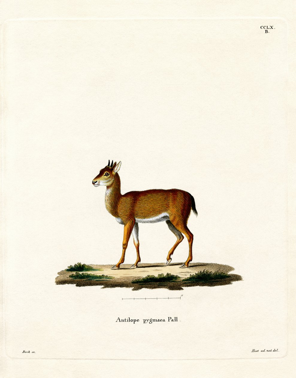 Dik-dik (kolorowy grawerunek) autorstwa German School