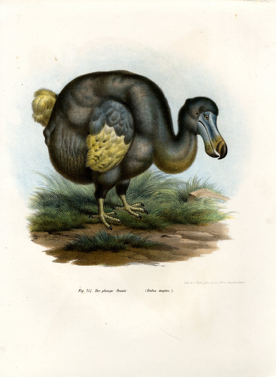 Dodo, 1864 r. autorstwa German School