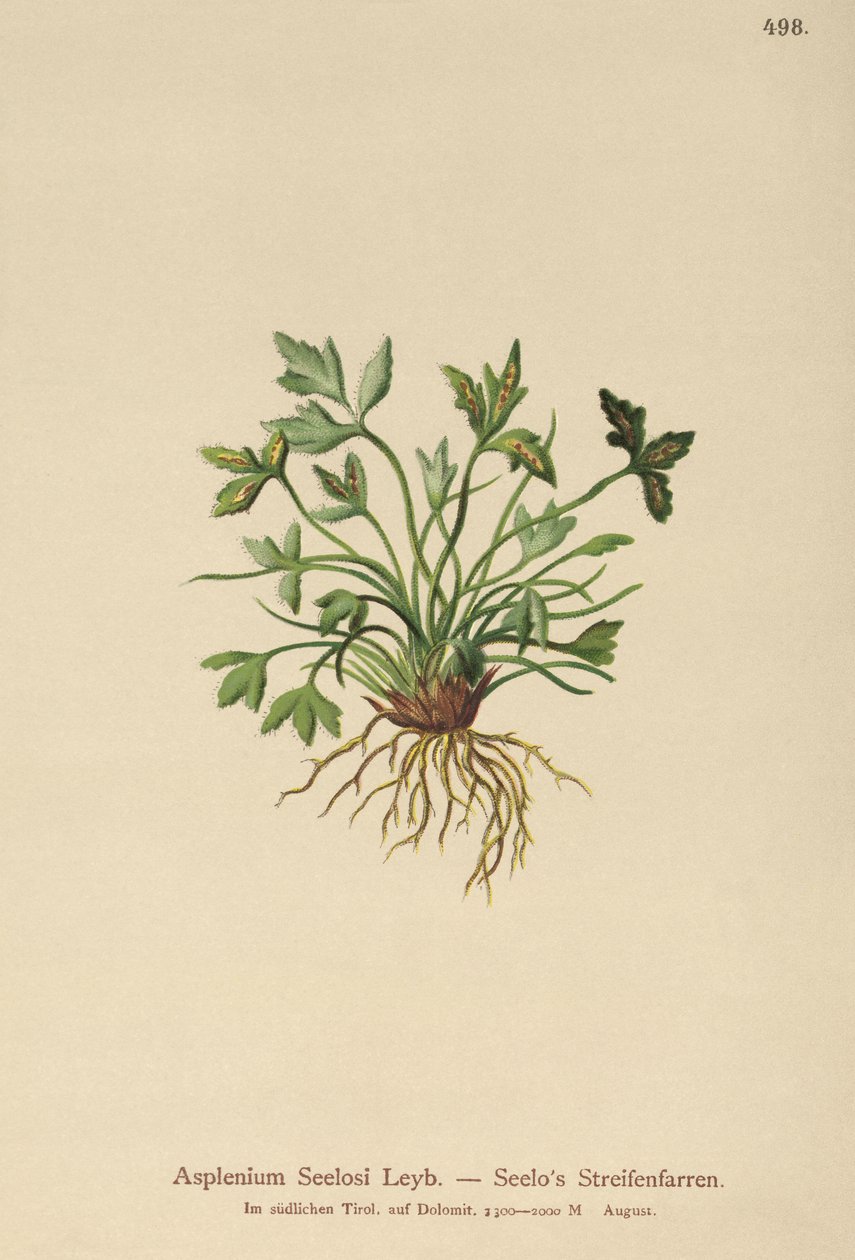 Dolomit Spleenwort (Asplenium Seelosii) autorstwa German School