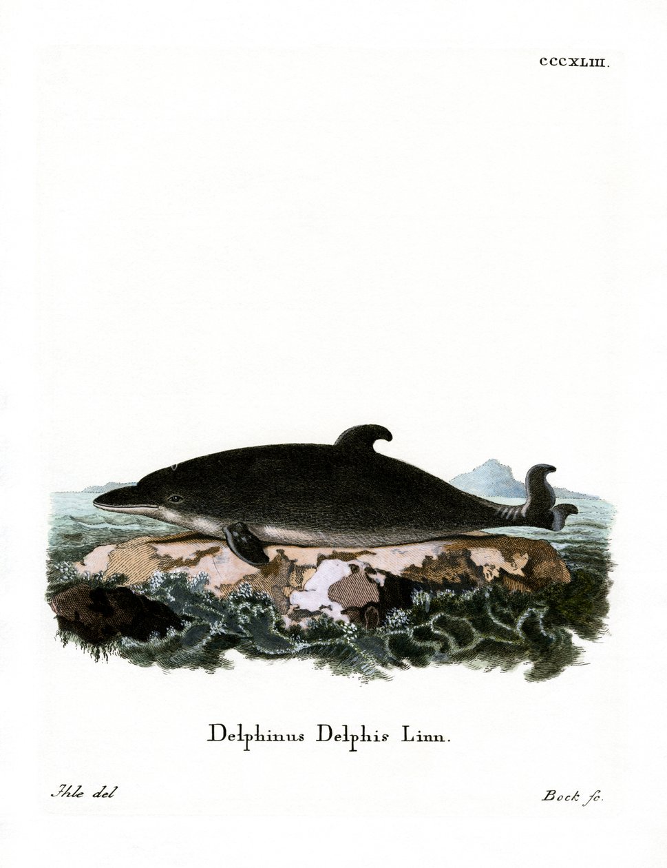 Delfin (kolorowy grawer) autorstwa German School