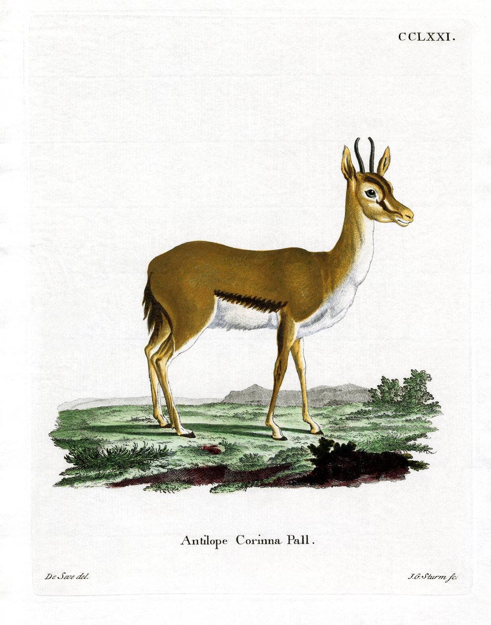 Dorcas Gazelle (kolorowy grawerunek) autorstwa German School