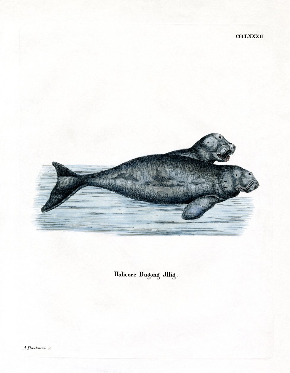 Dugong (kolorowy grawer) autorstwa German School